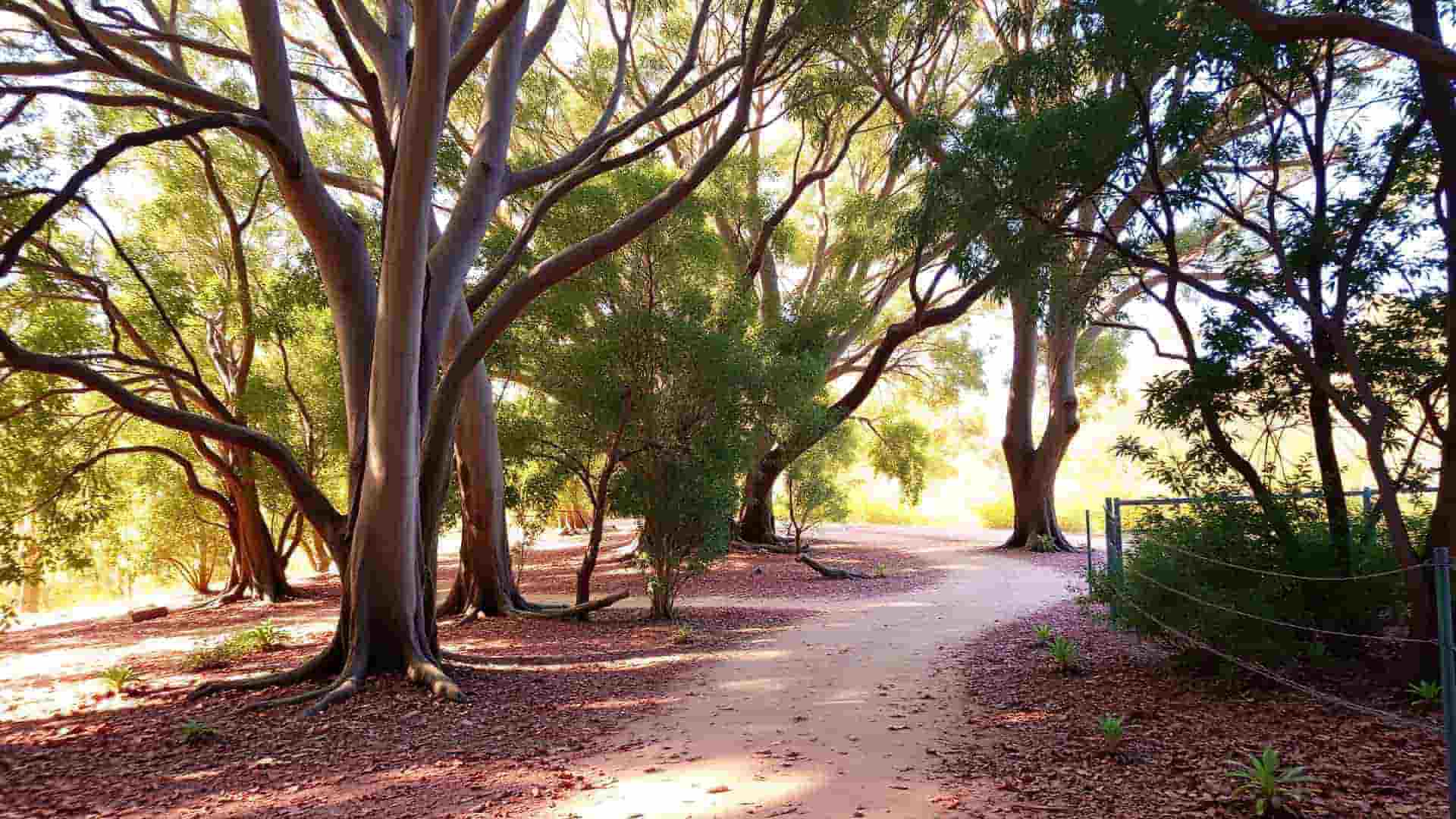 Nature-based therapy setting at Spriggle Kids in Balnarring Beach
